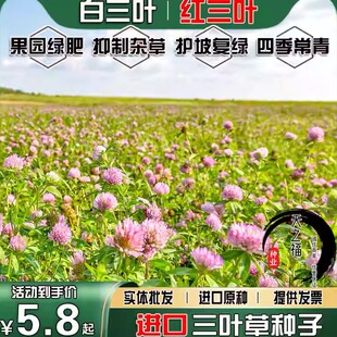 进口三叶草种子耐寒草坪多年生四季常青护坡复绿白三叶红三叶种籽