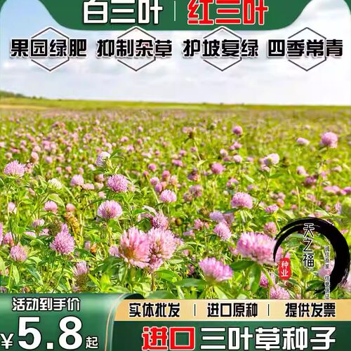 进口红白三叶草种子护坡草坪草籽