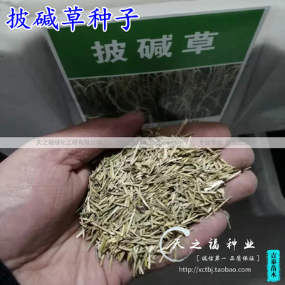 耐盐碱多年生四季草种籽