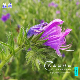 蓝蓟种子紫草种子蓝刺头种子多年生宿根景观花海四季花籽花卉种子