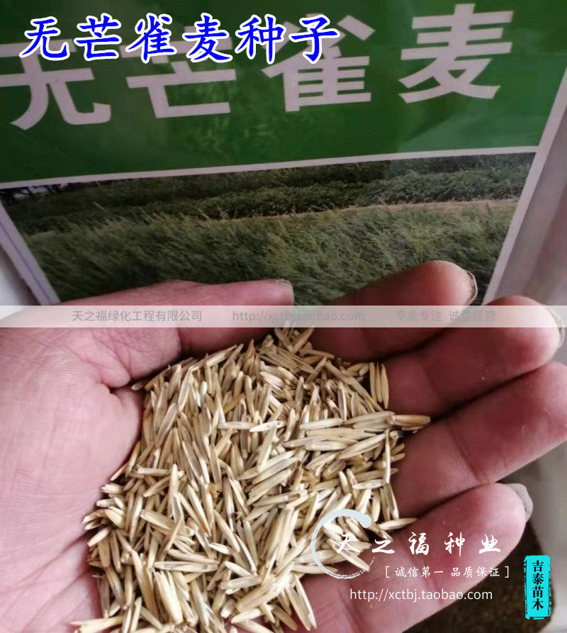 无芒雀麦种子禾萱草种子无芒草种子光雀麦种子多年生四季牧草种籽
