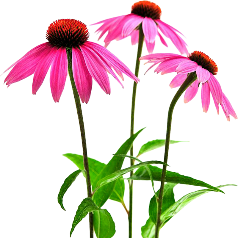 花草种子松果菊草籽花海花种阳台庭院植物四季可播包邮送催芽剂