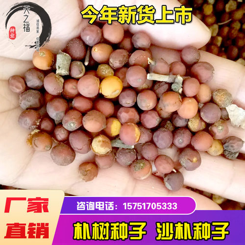 朴树种子小叶滇朴大叶沙朴种籽
