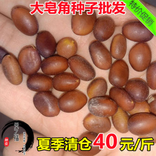 大皂角种子新采优质巨刺大皂角篱笆围栏皂角树皂角米野生皂荚树籽