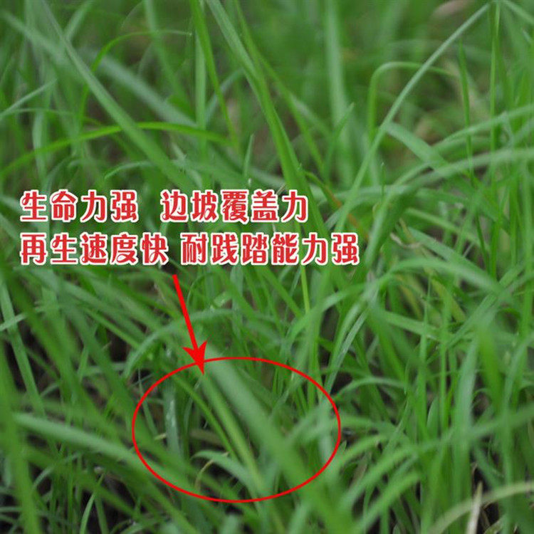百喜草种子 道路护坡 水土保持 牧草草籽 公路 堤坝绿化草坪种子