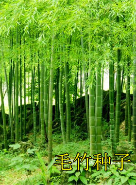 佛肚竹四季食用种子