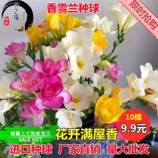 香雪兰种球重瓣小苍兰种根风雨兰种子庭院阳台多年生盆栽花卉种苗