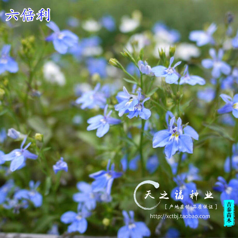 六倍利种子翠蝶花种子山梗菜种子花半边莲种子南非半边莲种子宿根