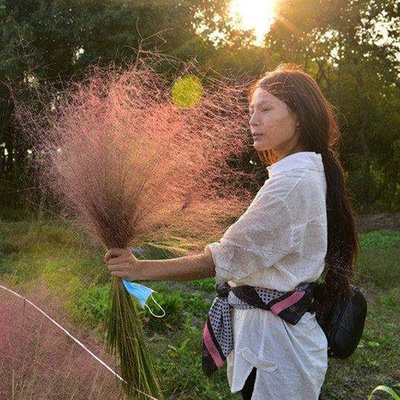 粉黛草籽盆栽多年生庭院花卉种子