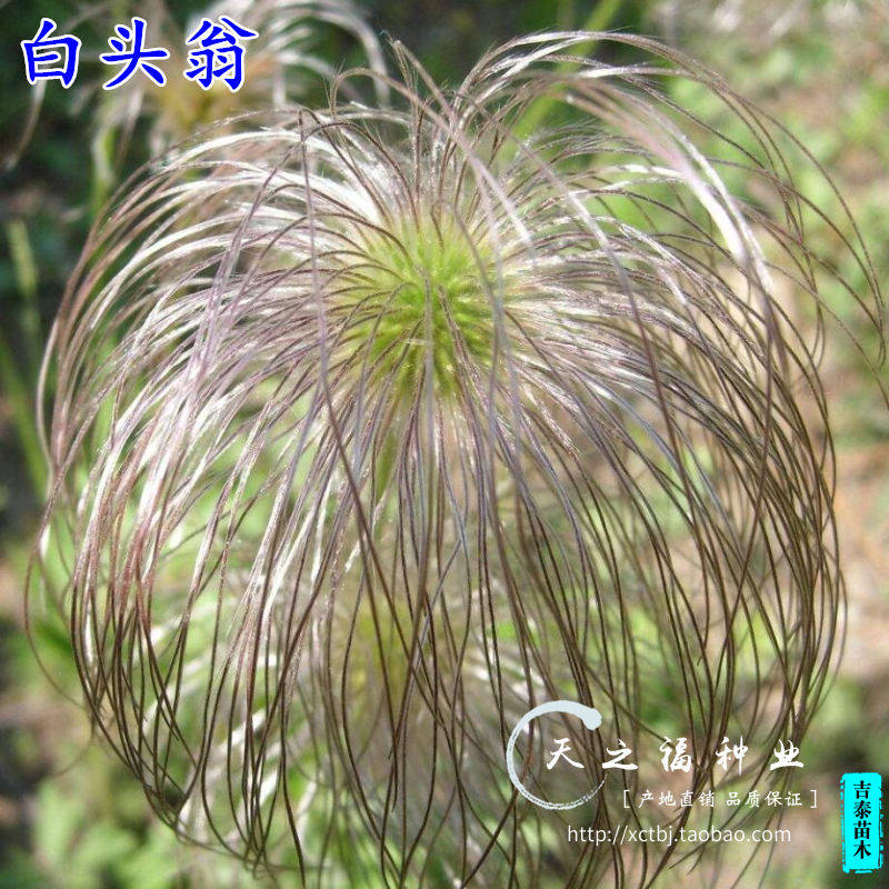 白头翁种子奈何草种子 白头草 老姑草 老翁花老冠花 猫爪子花种子