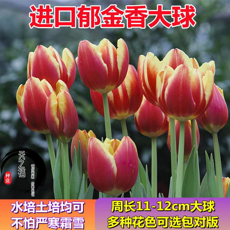 进口郁金香种球五度大球耐寒盆栽易活10颗装荷兰球根花卉种苗种子
