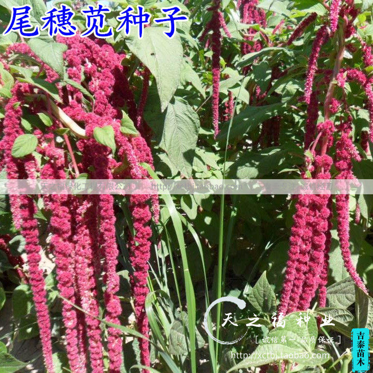 尾穗苋种子老枪谷老仓谷仙人谷千穗谷种子垂鞭绣绒球牧草种子花籽