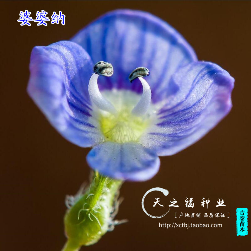 婆婆纳种子穗花婆婆纳种子蓝色耐寒多年生宿根草花种婆婆纳花种籽