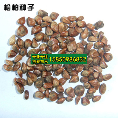 柏木种子 柏树种子 香扁柏 垂丝柏 璎珞柏 侧柏种子 优质林木种籽