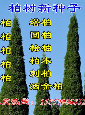 野生侧柏种子柏树塔柏扁柏香柏黄柏洒金柏圆柏蜀桧柏刺柏龙柏种籽