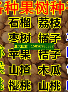 枇杷种子苹果山楂猕猴桃柿子橘子