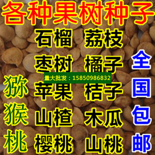 苹果种子橘子梨树杜梨柿子毛桃山楂枇杷石榴杏树木瓜李子山杏种籽