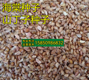 新采西府海棠种子垂丝海棠花种子八棱海棠种子山丁子种子砧木种子