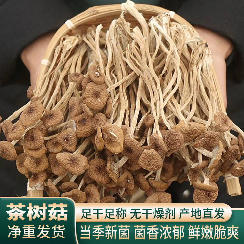 新鲜茶树菇干货土特产山货农产品剪脚未开伞嫩脆食用菌菇当季新货-封面