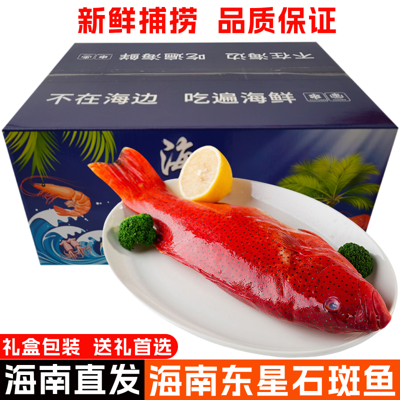 【空运包邮】海南海捕东星石斑鱼深海大鱼鲜活冷冻水产海鲜礼盒装