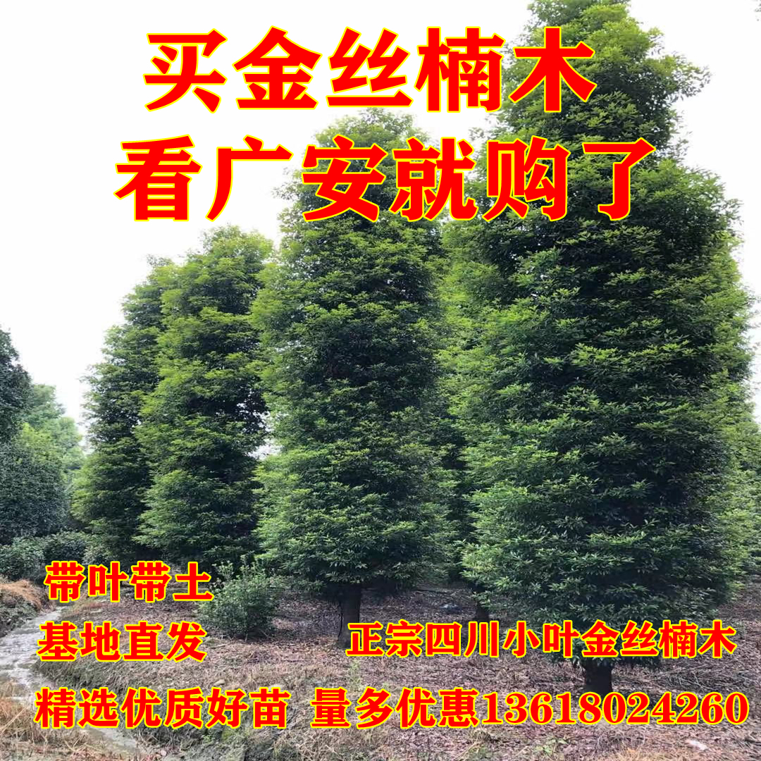 正宗金丝楠木树苗四川小叶桢楠苗正宗名贵大苗大树盆栽金丝楠树苗