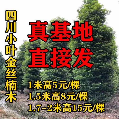 正宗四川金丝楠木基地直发