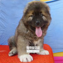 出售纯种高加索幼犬熊版俄罗斯大型1