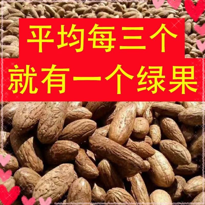 千眼菩提原籽新料白果绿果精挑图片