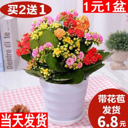 长寿花盆栽价格 长寿花盆栽图片 星期三 长寿花盆栽价格 长寿花盆栽图片 星期三