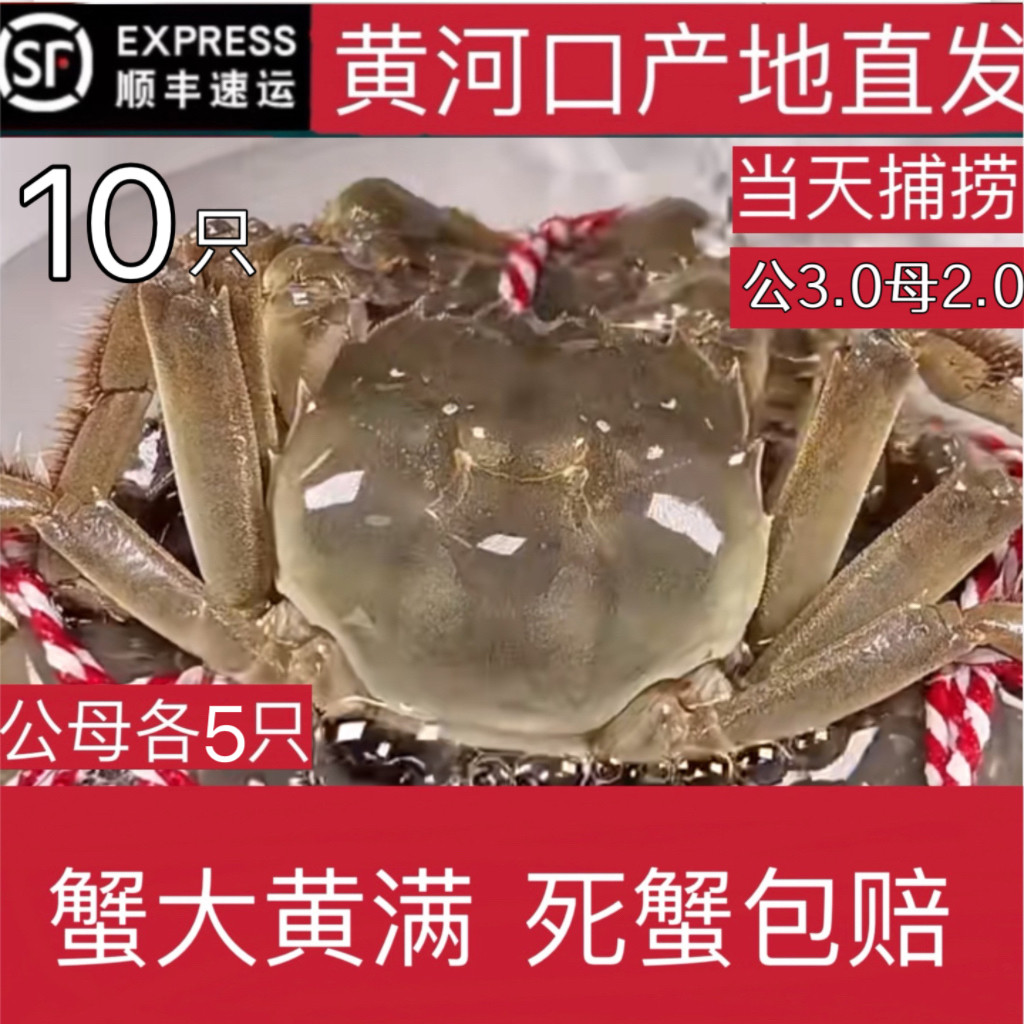 黄河口满黄活蟹大闸蟹鲜活水产公3.0两母2.0两10只礼盒装包鲜活