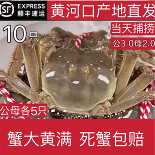 黄河口满黄大闸蟹鲜活水产公3.0两母2.0两10只礼盒装包鲜活