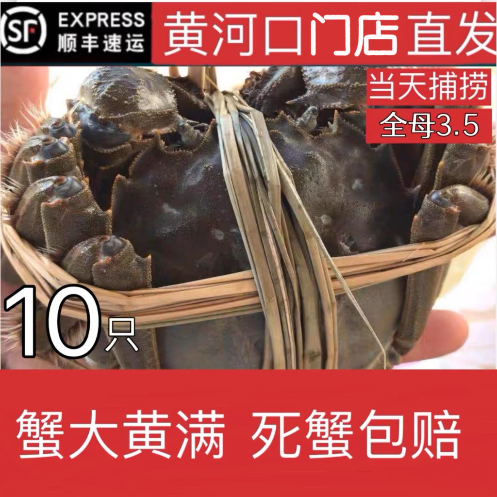 黄河口精品大闸蟹鲜活水产全母蟹3.5两10只礼盒装包鲜活