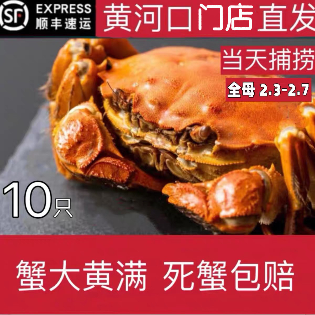黄河口大精品大闸蟹鲜活水产全母2.5两10只礼盒装包鲜活
