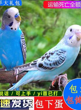 虎皮鹦鹉活鸟中小型会说话的鸟活物手养成年玄凤幼鸟活体宠物鸟笼