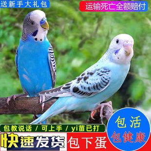 虎皮鹦鹉活鸟中小型会说话的鸟活物手养成年玄凤幼鸟活体宠物鸟笼