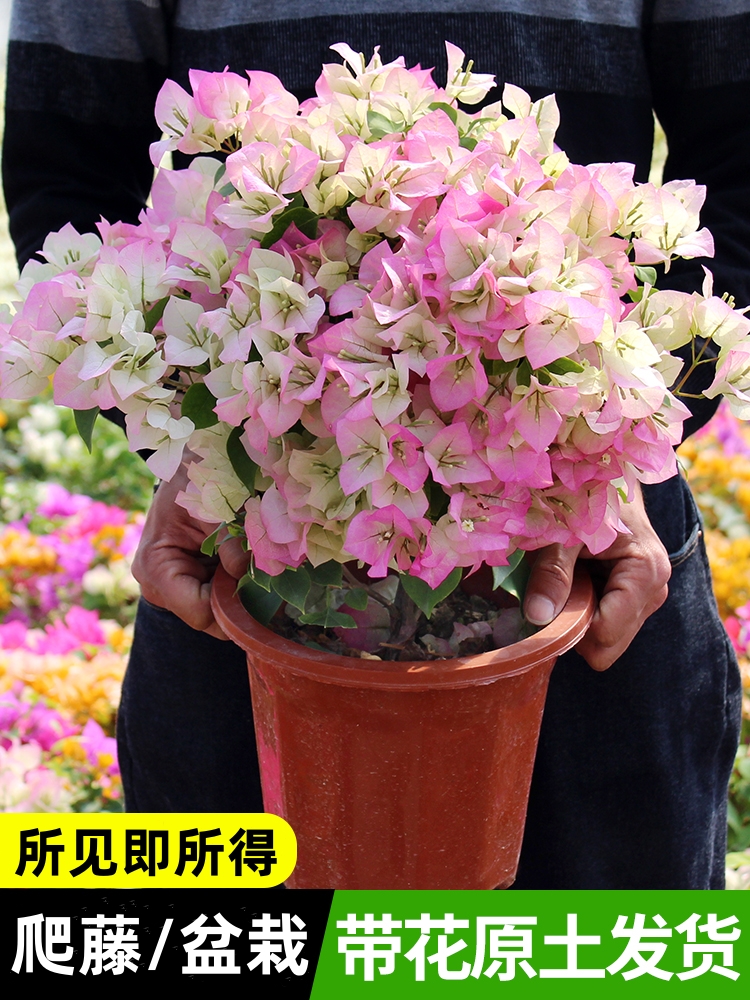 三角梅盆栽带花重瓣绿樱马斯三角梅老桩多色花卉耐寒植物四季开花