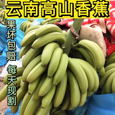 云南高山香蕉自家栽种当季新鲜