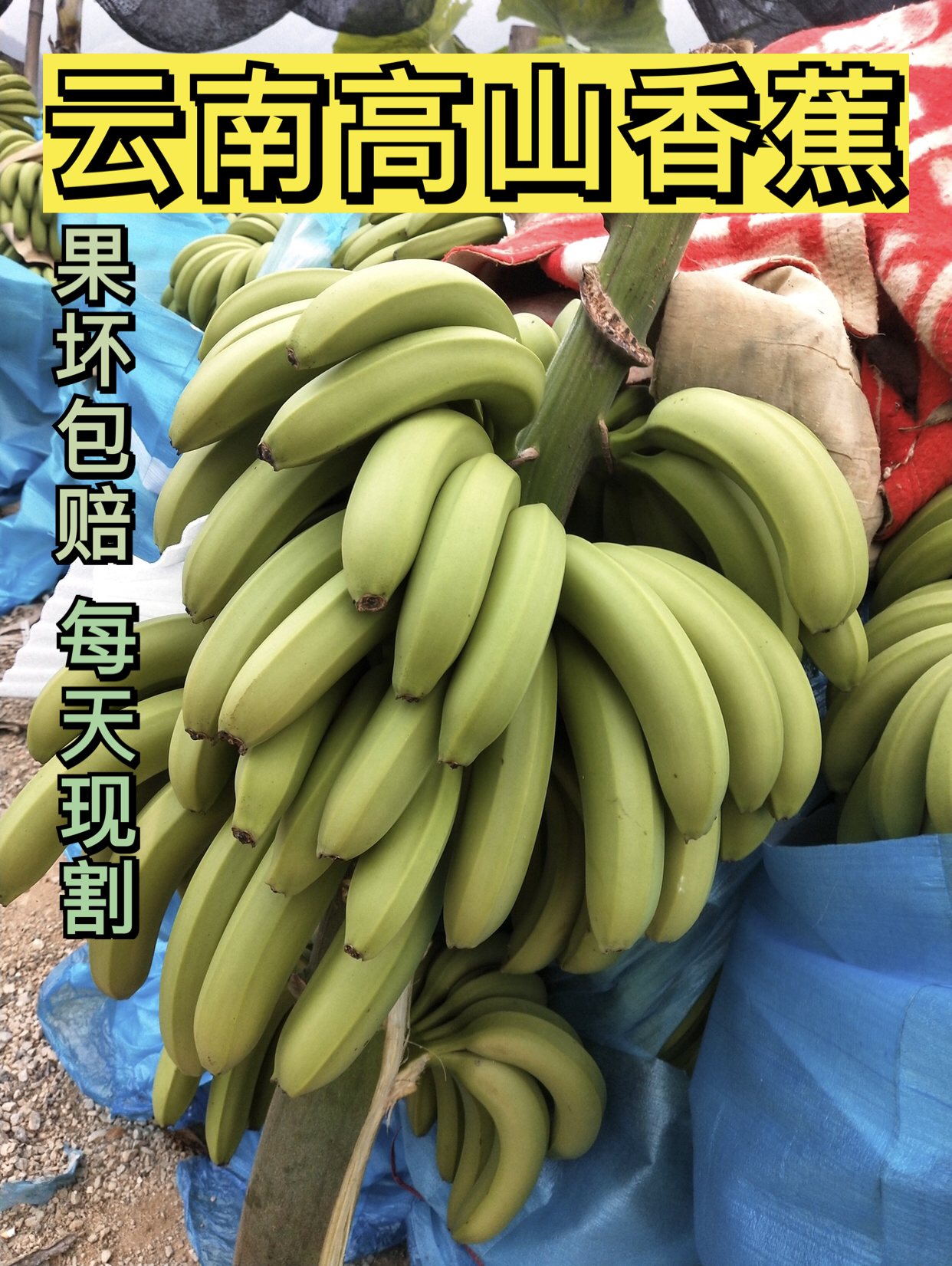 云南高山香蕉自家栽种当季新鲜