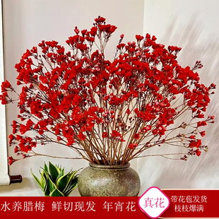 澳洲腊梅鲜花云南基地直发真花水培腊梅花卉室内插花瓶年宵花SX3