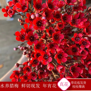 澳洲腊梅鲜花云南基地直发真花水培腊梅花卉室内插花瓶年宵花C4