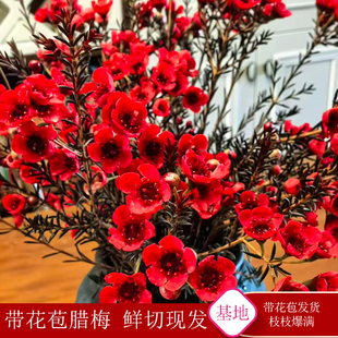 【腊梅+含花瓶】澳洲腊梅鲜花水培年宵花