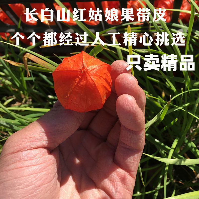 长白山野生红姑娘皮泡水喝苦姑娘中药材灯笼果锦灯笼红菇娘果