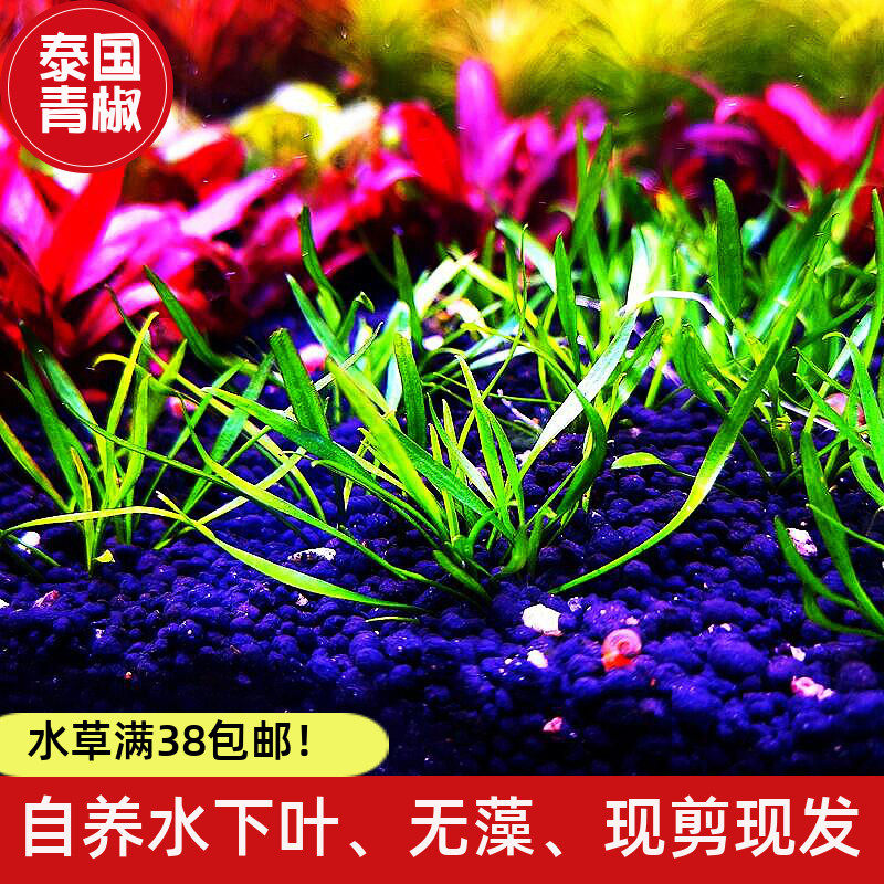 泰国青椒草细叶水草淡水前中景水下叶鱼缸活体植物新手阴性无碳