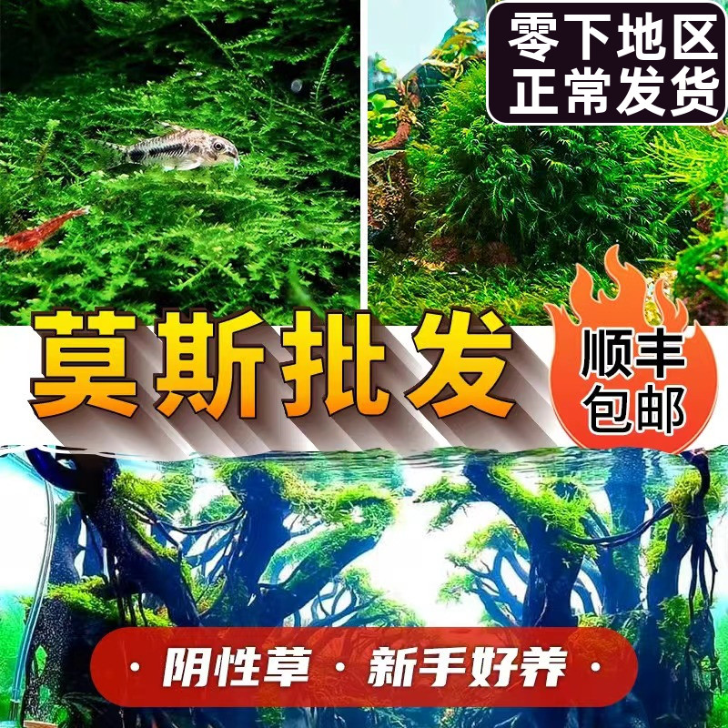 小三角珊瑚美凤莫斯鱼缸水草造景植物阴性大庆活体淡水松茸水下叶