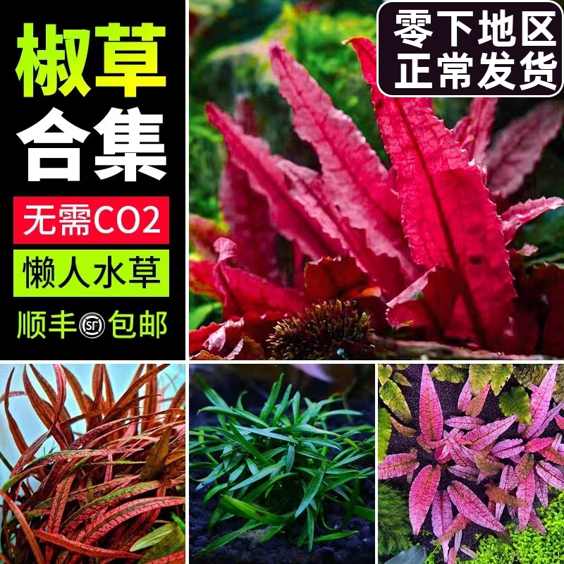 椒草类水下叶水草红线咖啡虎纹草缸造景新手阴性无碳好养中景无碳