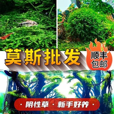 小三角珊瑚美凤莫斯鱼缸水草造景