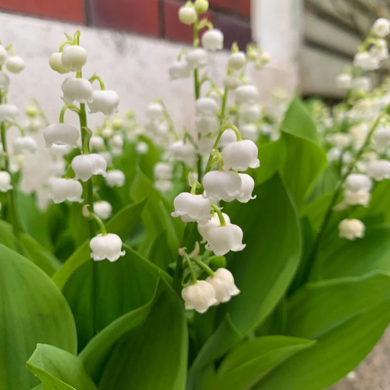 精品带芽铃兰花苗浓香型花卉阳台室内花卉耐寒多年生植物四季开花