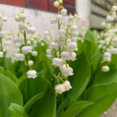 铃兰花苗带芽多年生四季开花耐热植物室内外阳台绿植盆栽耐寒好养