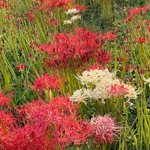 开花 盆土彼岸花种球室内花卉盆栽地栽曼珠沙华种籽石蒜花种子四季