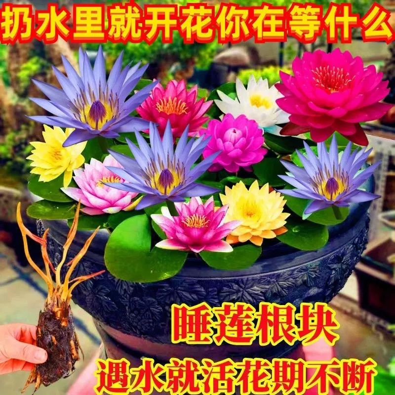 【睡莲带芽发货】大睡莲根块红虎睡莲水养莲花耐寒睡莲庭院鱼池养